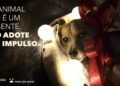 Município lança campanha para adoção de animais responsável