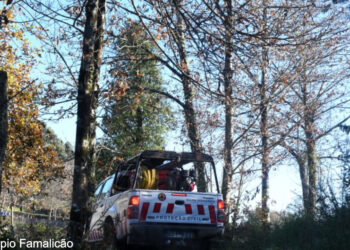 Combate à vespa velutina