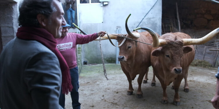 Intervenção «urgente e séria» no setor agrícola