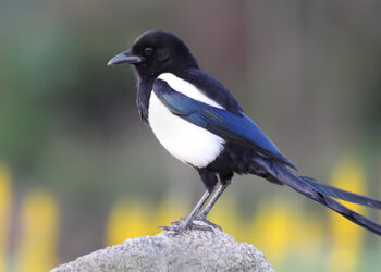 Sete aves protegidas apreendidas na feira semanal de Famalicão