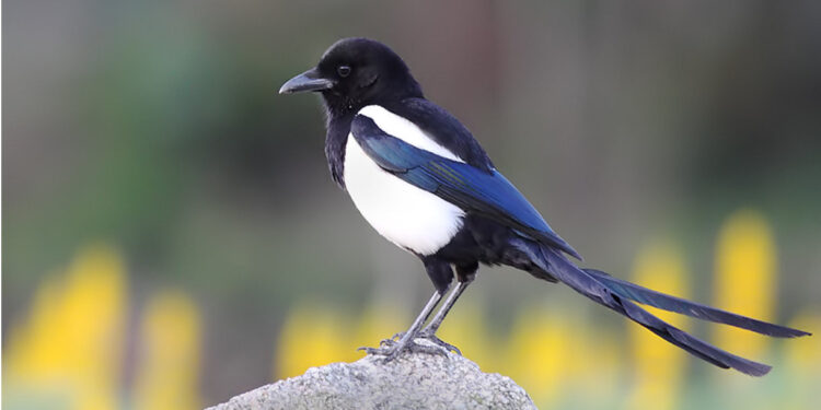 Sete aves protegidas apreendidas na feira semanal de Famalicão