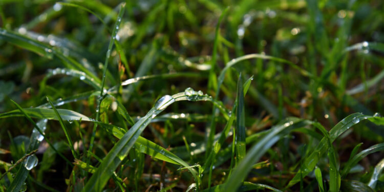 Câmara de Famalicão desliga rega automática de perto de uma centena de espaços