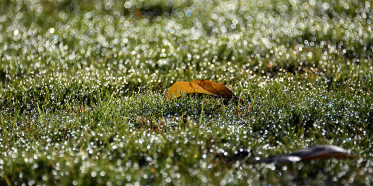 Câmara de Famalicão desliga rega automática de perto de uma centena de espaços
