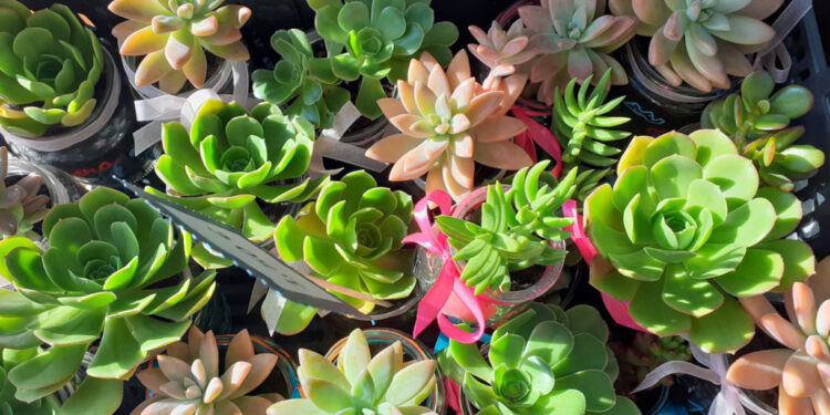 I Feirinha da Primavera na Escola de Ribeirão