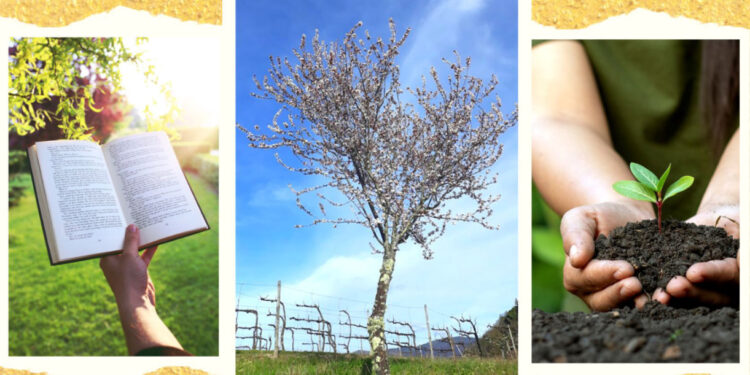 Vila Verde assinala Dia Mundial da Árvore e da Poesia