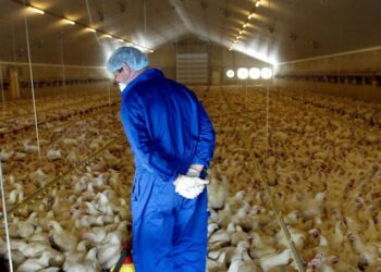 Gripe das Aves obriga a protocolo de segurança em Fradelos