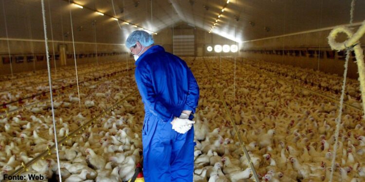 Gripe das Aves obriga a protocolo de segurança em Fradelos