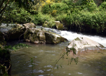 Nova vida para os rios