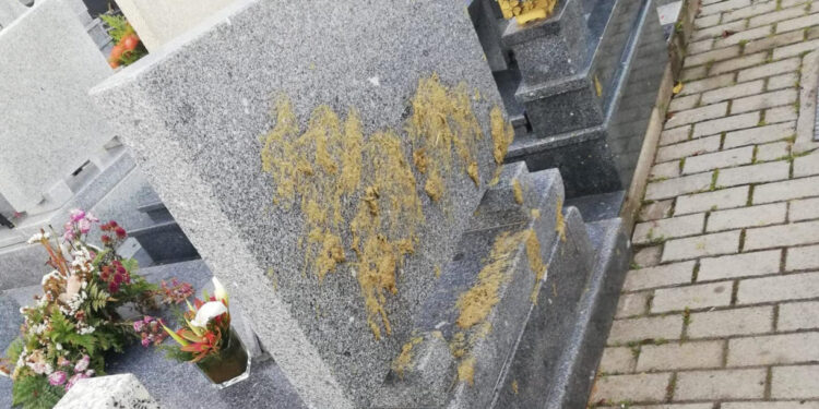 Vandalismo e furto em Oliveira São Mateus