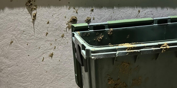 Vandalismo e furto em Oliveira São Mateus