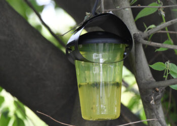 Instaladas 350 armadilhas para combater a vespa asiática