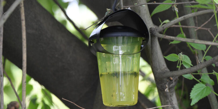 Instaladas 350 armadilhas para combater a vespa asiática