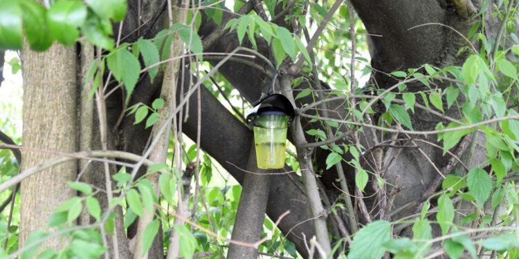 Instaladas 350 armadilhas para combater a vespa asiática