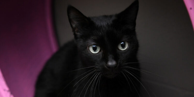 Reforçada a verba para cheques veterinários