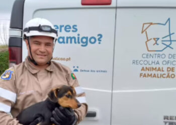 Cão resgatado do fundo de um poço