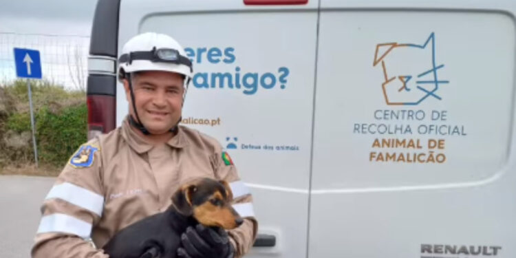 Cão resgatado do fundo de um poço