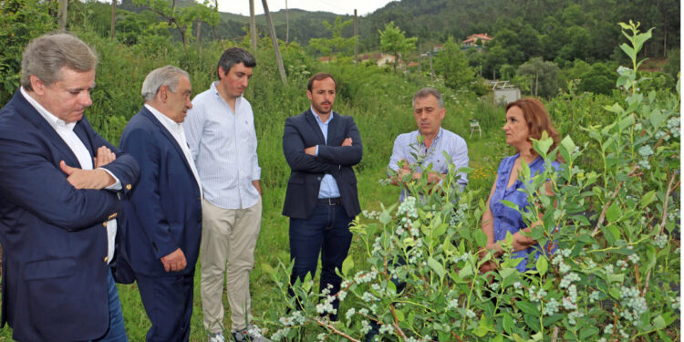 Granizo e pedraço afeta agricultores