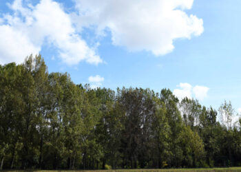 Famalicão vai criar um inventário do arvoredo urbano