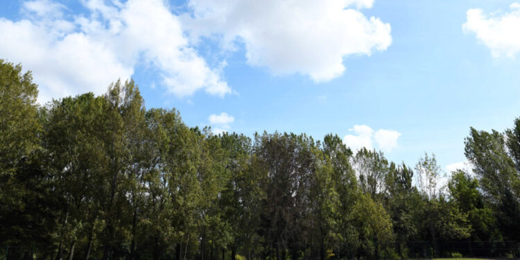 Famalicão vai criar um inventário do arvoredo urbano