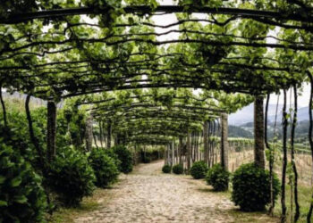 Produtores de Vinhos: À beira da falência