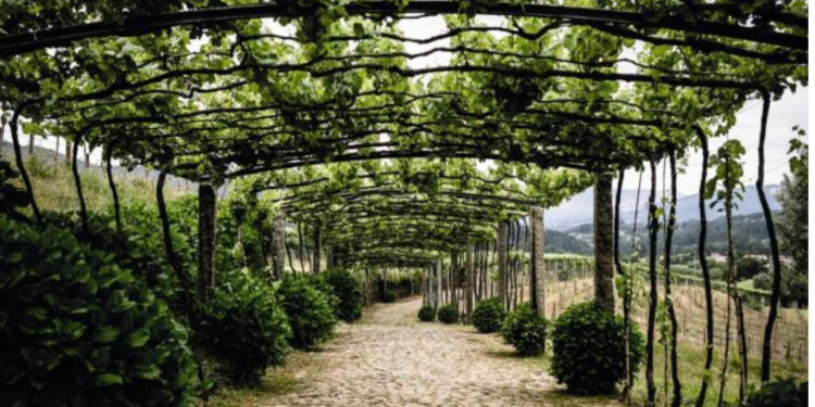 Produtores de Vinhos: À beira da falência