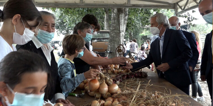 Cebola vai atrair Gondifelos