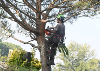 Um espaço verde com 10 anos