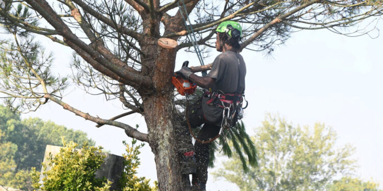 Um espaço verde com 10 anos