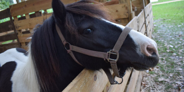 Tradição e História na Feira Rural de Joane