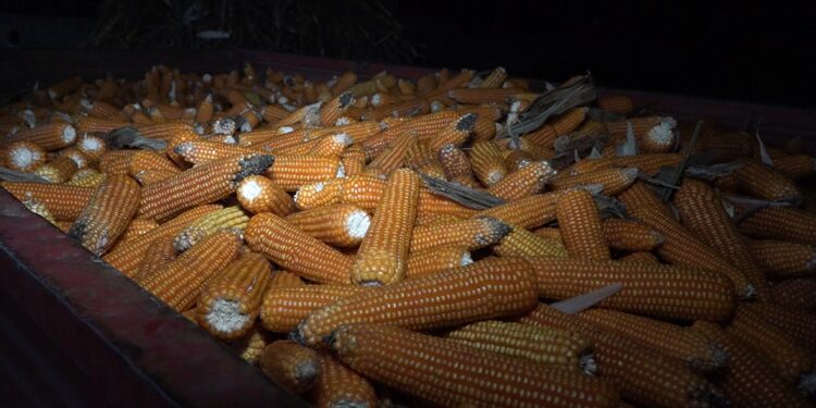 Tradição da desfolhada continua viva