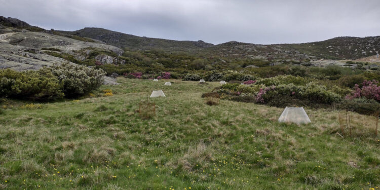 Impacto do aquecimento global na Serra da Estrela