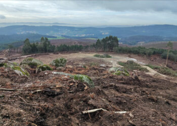 Abate de árvores em Famalicão
