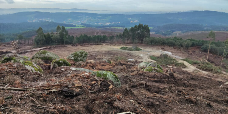 Abate de árvores em Famalicão
