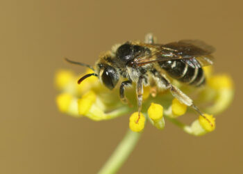 UC: Projecto SPRING