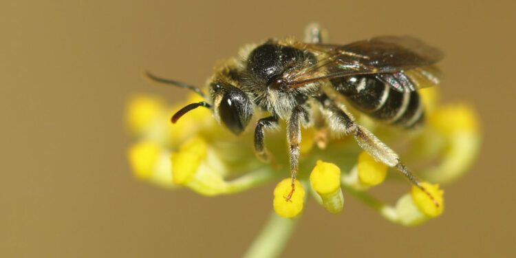 UC: Projecto SPRING