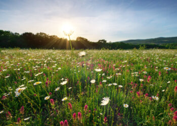 Tempo vai de feicção