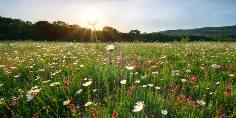 Tempo vai de feicção