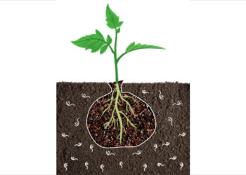 UC desenvolve saco biodegradável