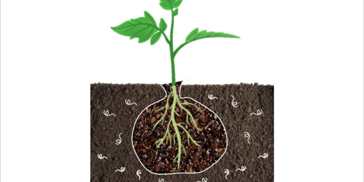 UC desenvolve saco biodegradável