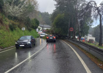 OUTIZ: Queda de Árvore