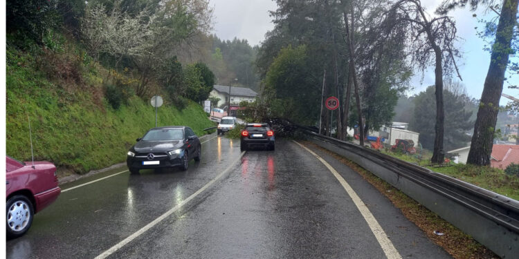 OUTIZ: Queda de Árvore
