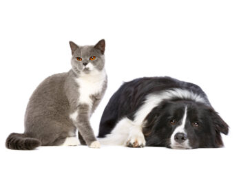 Melhores condições para animais