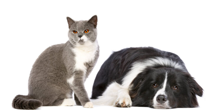 Melhores condições para animais