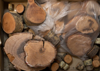 Arte nascida do Estudo