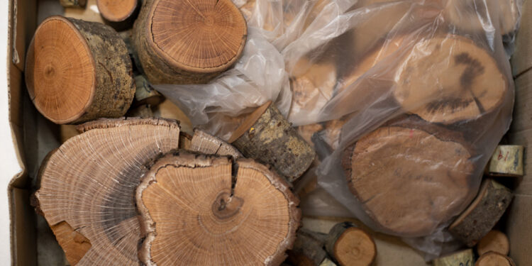 Arte nascida do Estudo