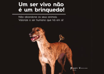 No Verão, animais abandonados