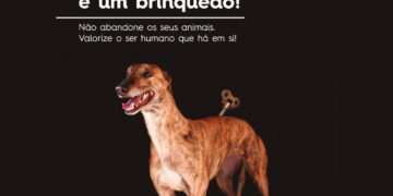 No Verão, animais abandonados