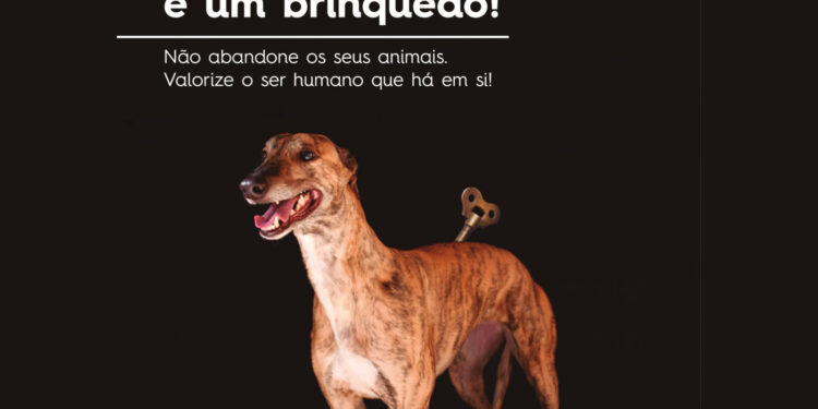 No Verão, animais abandonados