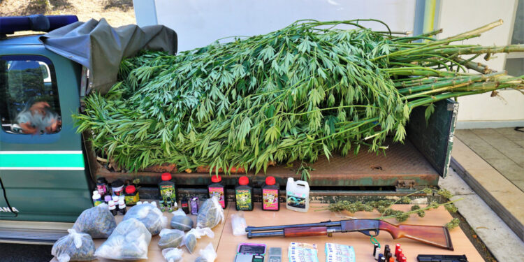 Tráfico de estupefacientes