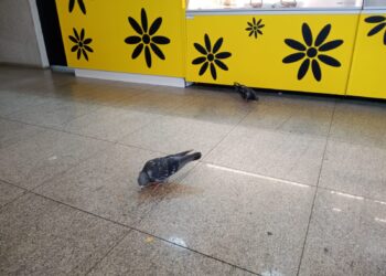 INSTANTÂNEOS: Novo Método de Limpeza